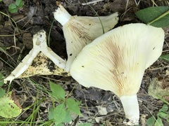 Lactarius maculatipes