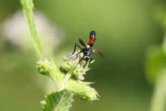 Cylindromyia intermedia