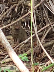 Urva auropunctata