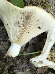 Lactarius maculatipes