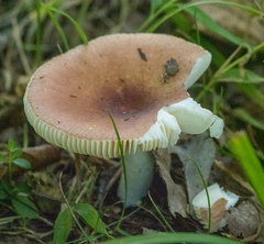 Russula