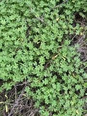 Oxalis pes-caprae