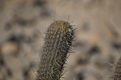 Cactaceae