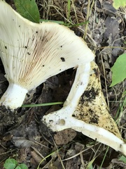 Lactarius maculatipes
