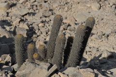 Cactaceae