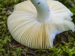 Russula