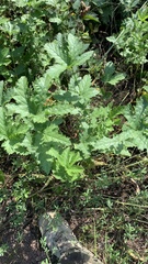 Filipendula stepposa