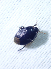Pangaeus bilineatus