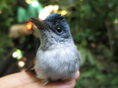 Terpsiphone atrochalybeia