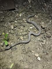 Hypsiglena chlorophaea