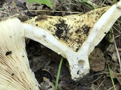 Lactarius maculatipes