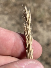 Psathyrostachys juncea