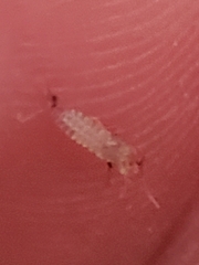 Scutigera coleoptrata