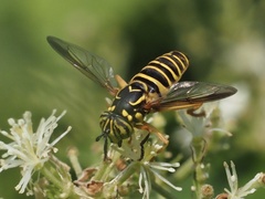 Spilomyia longicornis