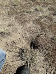 Psathyrostachys juncea