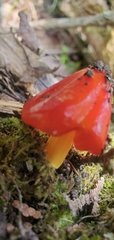 Hygrocybe