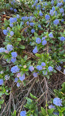 Ceanothus thyrsiflorus