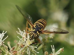 Spilomyia longicornis
