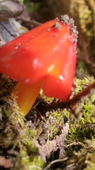 Hygrocybe