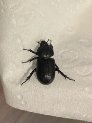 Hemiphileurus illatus