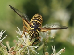 Spilomyia longicornis