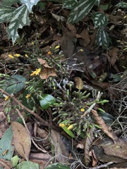 Hatiora salicornoides