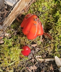 Hygrocybe
