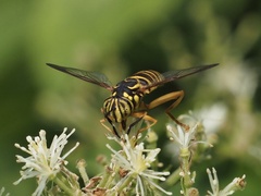 Spilomyia longicornis