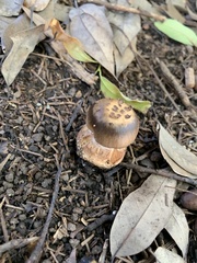 Tricholoma caligatum