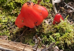Hygrocybe