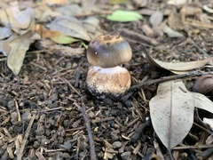 Tricholoma caligatum