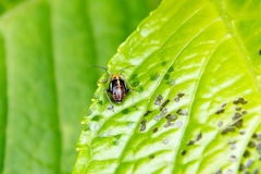 Poecilocapsus lineatus