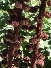 Pterospora andromedea