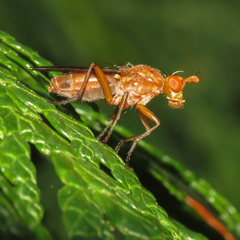 Tetanocera