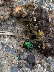 Phanaeus furiosus