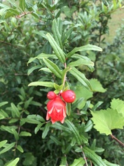 Punica granatum
