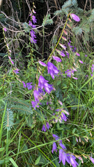Campanula rapunculoides