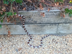 Lampropeltis californiae