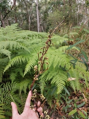 Erythrorchis cassythoides