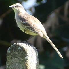 Mimus saturninus