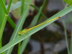 Ceriagrion indochinense