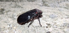 Prosapia ignifera