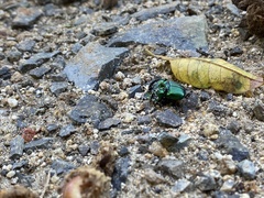 Phanaeus furiosus