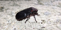 Prosapia ignifera