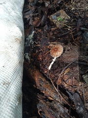Leucoagaricus rubrotinctus