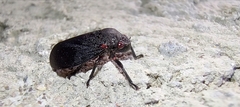 Prosapia ignifera