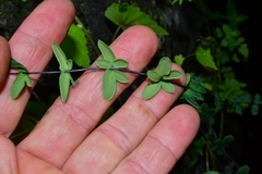 Pellaea ternifolia