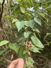 Helicteres macropetala