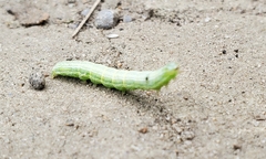 Trichoplusia ni