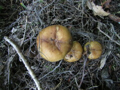 Russula grata